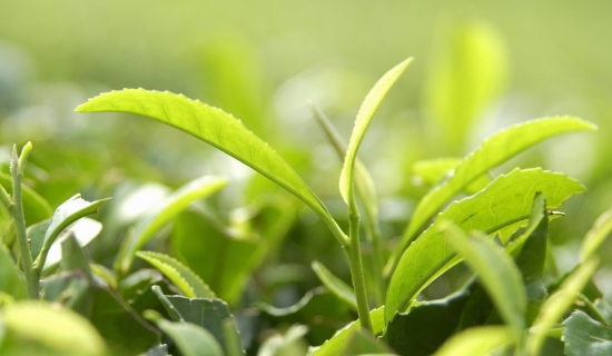 一番茶の湯イメージ画像